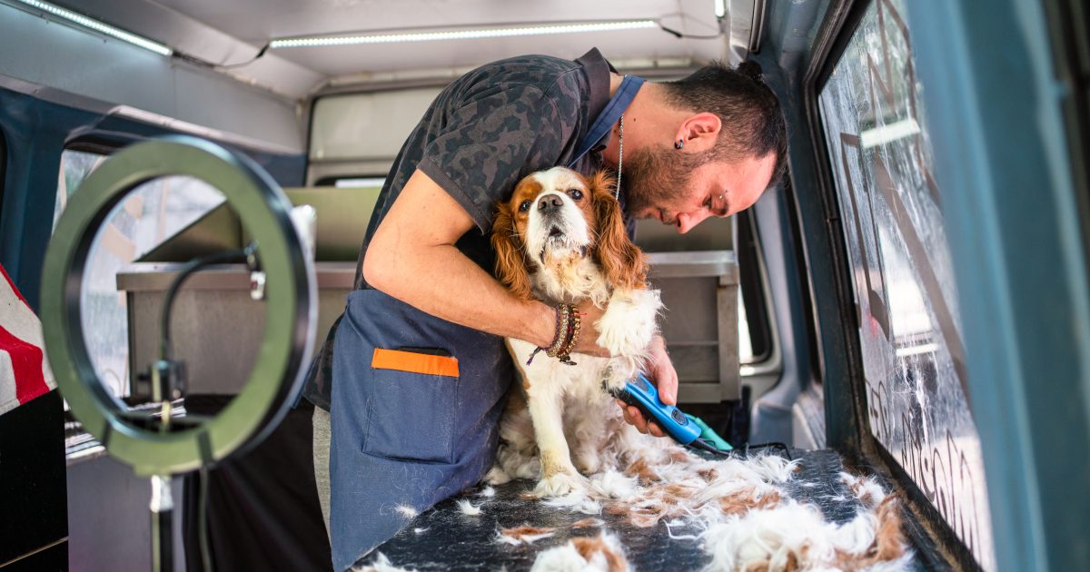 What Happens in a Pet Grooming Session?