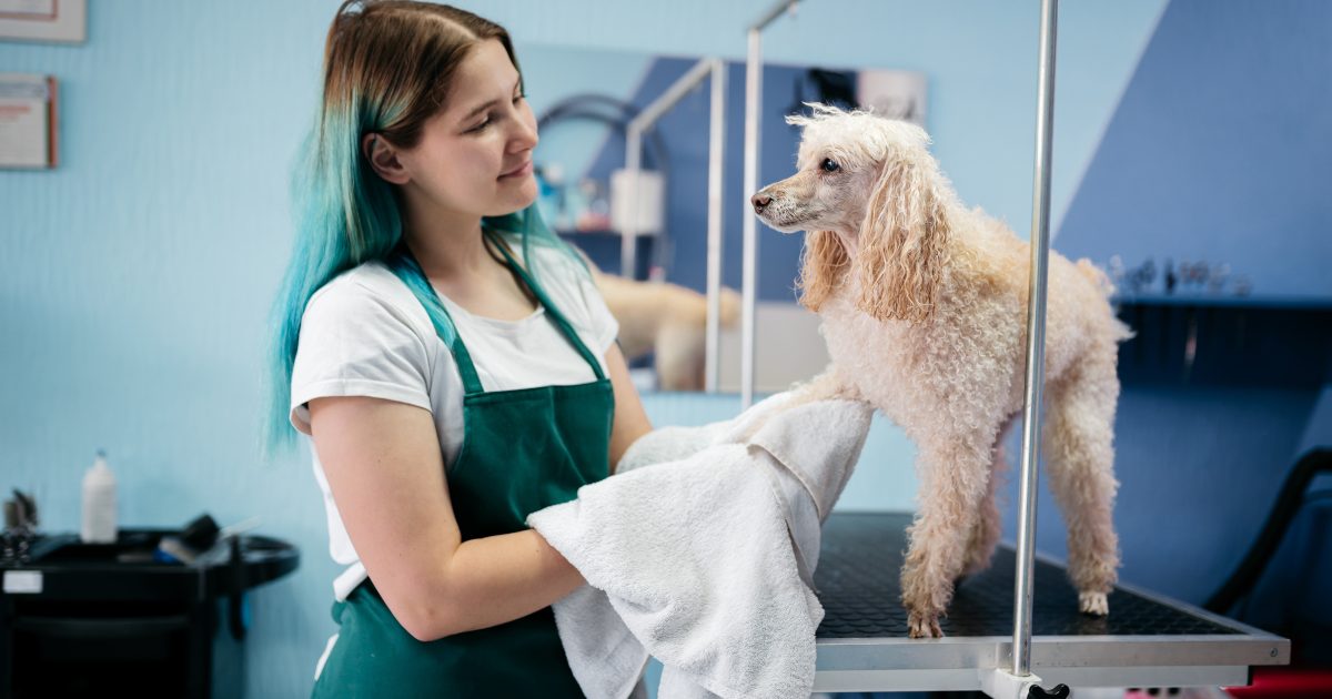 How to become a freelance dog groomer