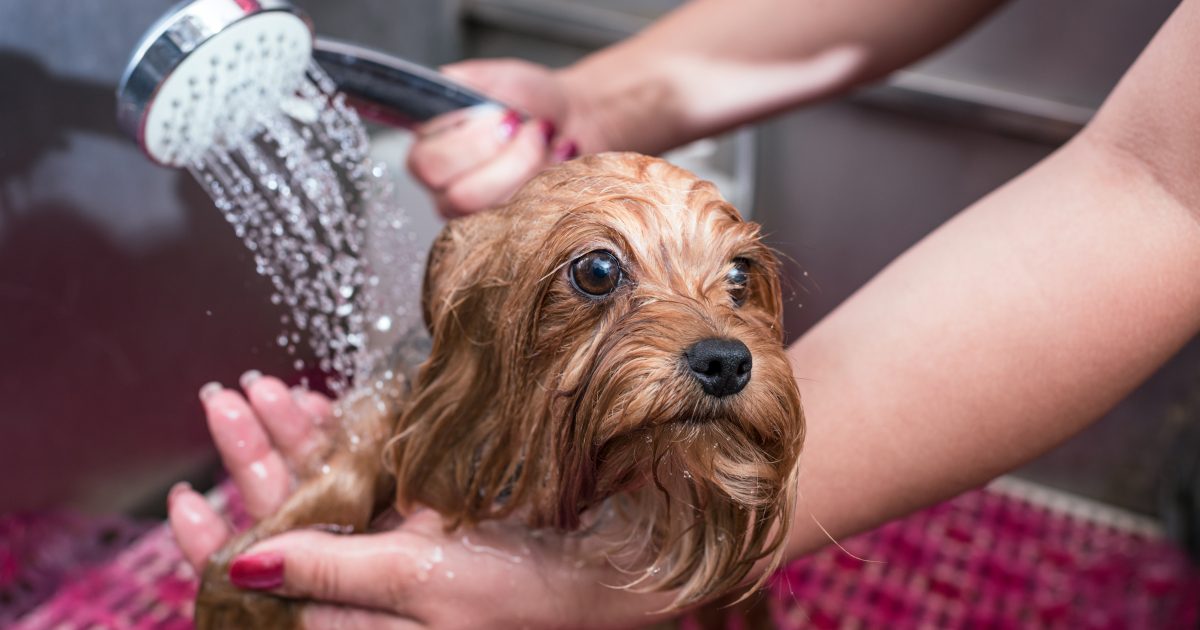 How to become a freelance dog groomer