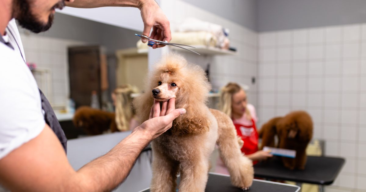 How to become a freelance dog groomer