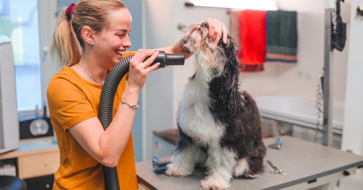 How to become a freelance dog groomer